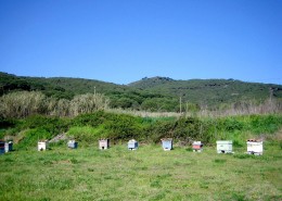 CAN-PARCALA