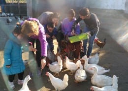 Arboç_Visita Granja